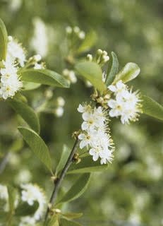 The native bitter cherry (Prunus emarginata) is a pollinator-friendly tree with numerous wildlife benefits.  It is fast growing and has a relatively short lifespan of 30 to 50 years.